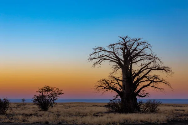 Albero Baobab Sull Isola Kukonje Sua Pan — Foto Stock
