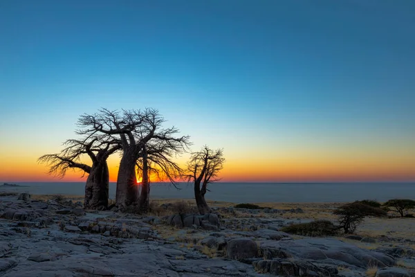 Lever Soleil Aux Baobabs Sur Île Kubu — Photo