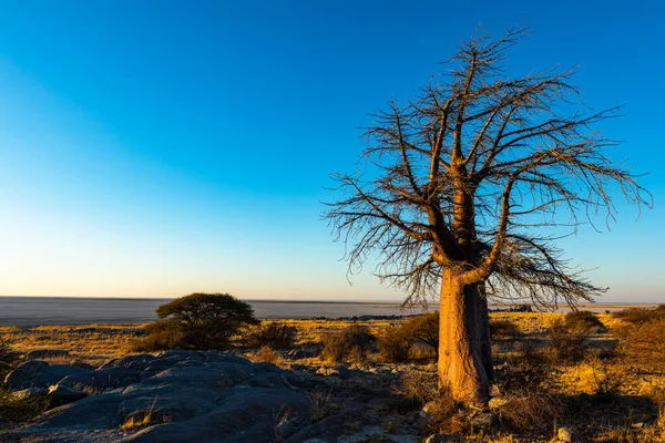 Baobá Solitário Madrugada Luz — Fotografia de Stock