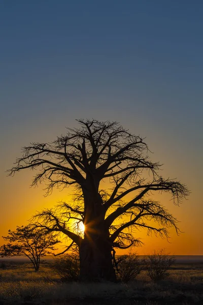 Gele Zonsopgang Achter Baobab Boom Kukonje Eiland — Stockfoto