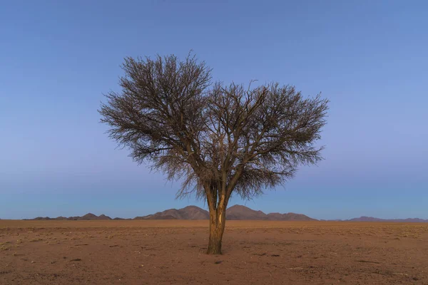 Spine Cammello Solitario Nel Deserto — Foto Stock