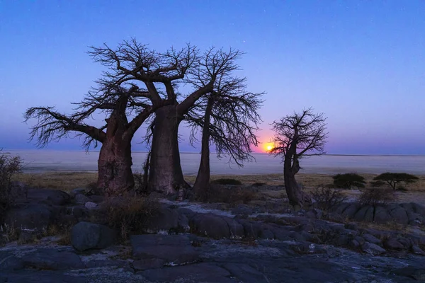 Pełnia Księżyca Wschodzi Baobabach — Zdjęcie stockowe