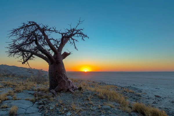 Baobab Unique Coucher Soleil Sur Île Kubu — Photo