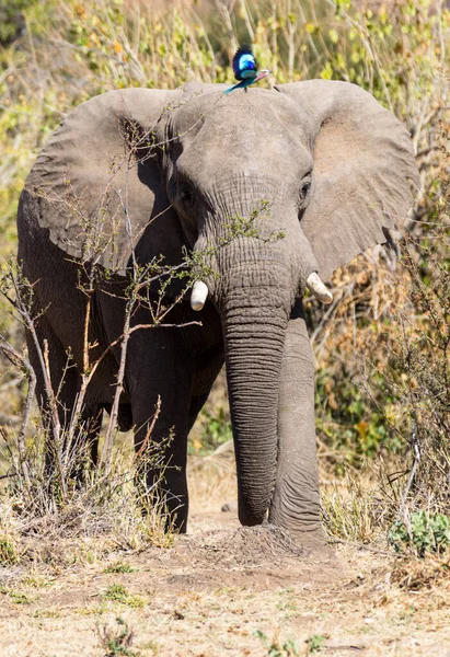 Rolo Peito Lilás Voa Longe Aproximar Elefante — Fotografia de Stock