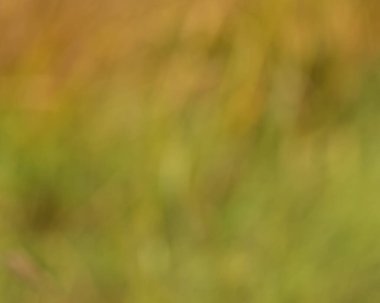 Sonbaharda Wisconsin 'deki Crex Meadows Vahşi Yaşam Bölgesi' nden çimenlerin bulanık görüntüsü