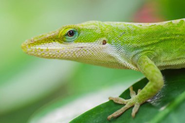 Hawaii 'nin Büyük Adası' na yakın çekim yeşil anole.
