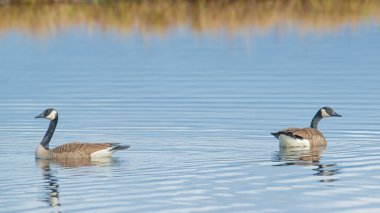 Kuzey Wisconsin 'deki Crex Meadows Vahşi Yaşam Bölgesi' nde bahar göçleri sırasında çekilen güzel, sakin, mavi, huzurlu göl üzerindeki Kanada kazları.