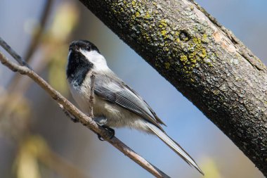 Siyah başlıklı Chickadee bir dalda
