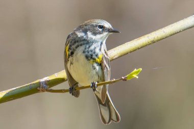 Minnesota 'da bahar kuşları göç ederken daldaki sarı burunlu bülbül.
