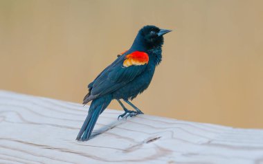 Kırmızı kanatlı karatavuk, bej arkaplanlı yakın plan.
