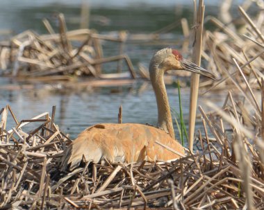 Minnesota Nehri yakınlarındaki bir yuvada kum tepesi vinci
