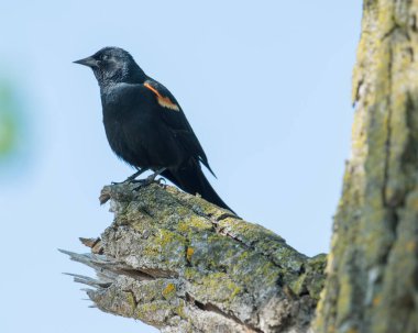 Kırmızı kanatlı karatavuk dalda