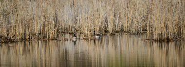 Kanada kazları Minnesota nehrinde sazlıklar, kuyruklar ve ilkbaharda yansımalarla izole edilmiş.