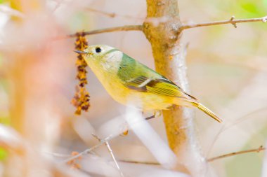 Yakut kaplama Kinglet (muhtemelen genç ya da dişi), ikiz şehirlerdeki Minnesota Nehri açıklarında bulunan bahar göçü sırasında bir ağaç dalına yakın plan portresi.