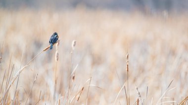 Kırmızı kanatlı karatavuk - kışın sonları / ilkbaharın başları - Minnesota 'daki Wood Lake Doğa Merkezi' ne kısa bir süre önce geldi.