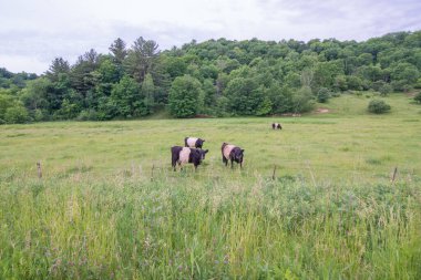 Oreo inekleri (Buelingo 'ya inanıyorum) Batı Wisconsin' in kayan güzel tepelerinde avlanır ve yaşarlar.