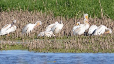 Minnesota Nehri 'ndeki Minnesota Nehri' nde sonbahar göçlerinde Amerikan beyaz pelikanları Ulusal Vahşi Yaşam Sığınağı 'nda