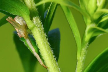 Minnesota 'daki Wood Lake Doğa Merkezi' nde yabani çiçek bitkisi üzerine yengeç örümceği
