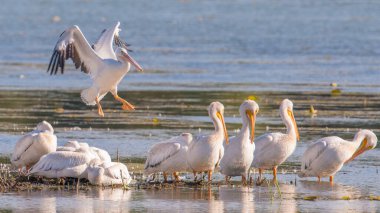 Minnesota Nehri 'ndeki Minnesota Nehri' nde sonbahar göçlerinde Amerikan beyaz pelikanları Ulusal Vahşi Yaşam Sığınağı 'nda
