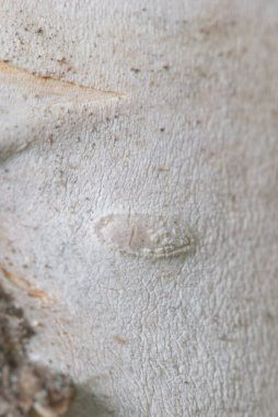 Beyaz huş ağacının Macro yakın plan - desenli doğa arka planı