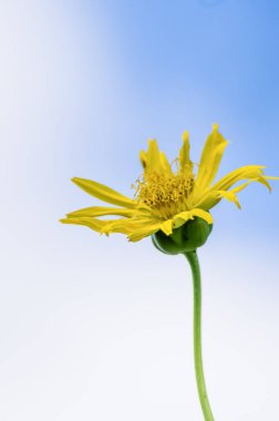 Mavi gökyüzü ve beyaz bulutlu güzel ayçiçeği