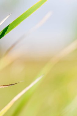 Rüzgarın arka planında uzun otlar - ön planda çimenler ve arka planda güzel bulanık yeşil ve mavi - Minnesota Nehri Vadisi Ulusal Vahşi Yaşam Sığınağı 'nda çekildi