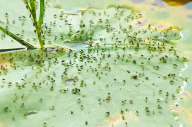 Kuzey Wisconsin 'deki Vali Knowles Eyalet Ormanı' nda bir gölde nilüfer yaprağında binlerce minik böcek.