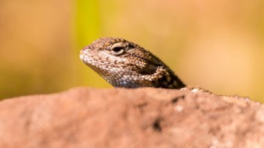 Güneşli bir bahar gününde Santa Rosa, Kaliforniya 'daki Trione-Annadel Eyalet Parkı' nda kertenkele türünün yakın plan portresi başını dikizliyordu.