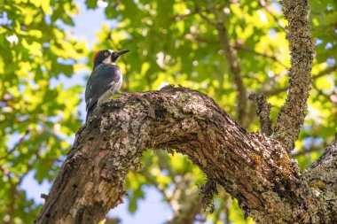 Santa Rosa, California 'daki Trione-Annadel Eyalet Parkı' nda güneşli bir bahar gününde ağaçkakan bir ağaç dalına tünemişti.