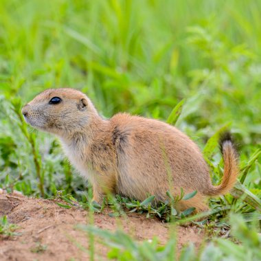 Custer State Park - Güney Dakota 'da çok tatlı, tüylü ve etkileyici bir çayır köpeğinin yakın plan portresi.