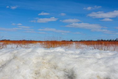 Saksafon Bataklığı 'nda güzel güneşli bir kış günü. Kar, çalılardan gelen kırmızı dallar ve canlı mavi gökyüzü.