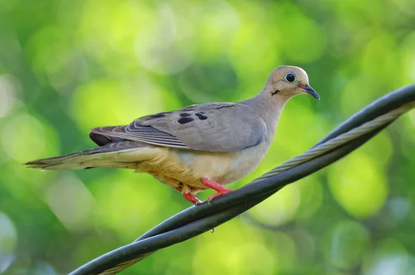 Colombe Matin Sur Fil Avec Fond Bokeh Vert — Photo