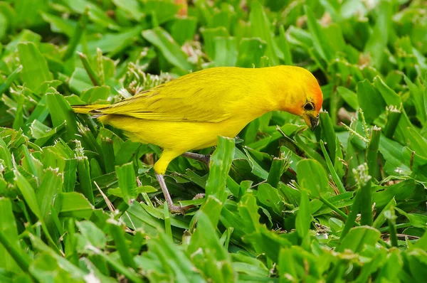 夏威夷大岛上的藏红花雀 — 图库照片