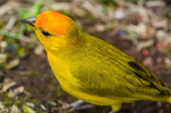 Safranfink Auf Big Island Auf Hawaii — Stockfoto