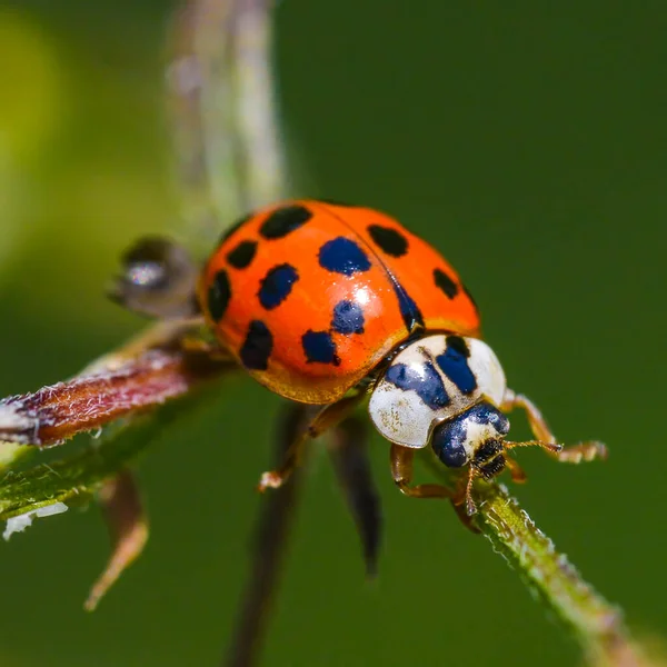 Escarabajo Asiático Ramita Cerca Del Río Minnesota — Foto de Stock