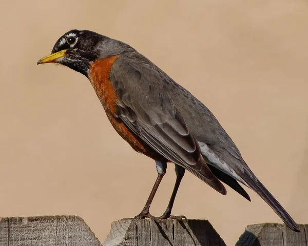 Curious American Robin Fence — Stock Photo, Image