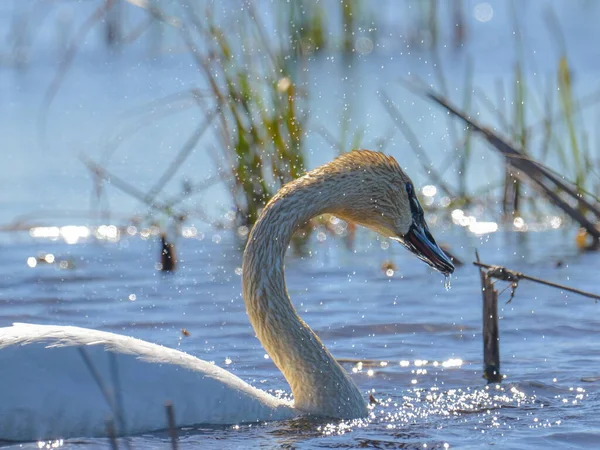 Trumpeter swan shaking head and shaking off water that shimmers in the light - taken during Spring migrations at the Crex Meadows Wildlife Area in Northern Wisconsin