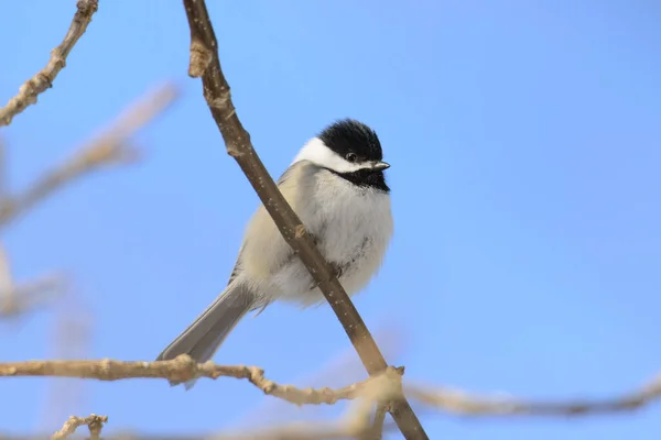 Blacked Capped Chickadee Branch — Stock Photo, Image