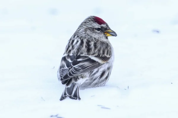 Redpoll Comum Neve Com Uma Semente Sua Boca Tomada Inverno — Fotografia de Stock