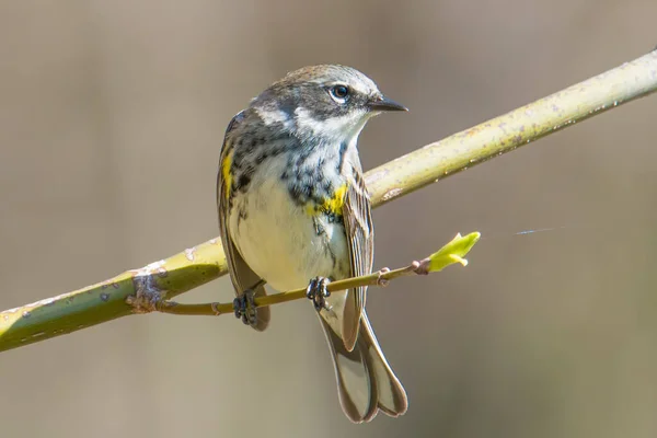 Žlutopomačkaný Bubeník Větvi Během Jarních Stěhování Ptáků Minnesotě — Stock fotografie