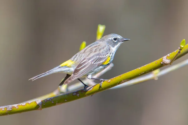 Gulkantig Sångare Gren Vårfågelflyttningen Minnesota — Stockfoto