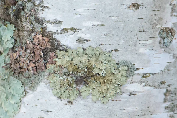 Birch Bark Green Lichens Natural Background Taken Wisconsin Forest — Stok Foto