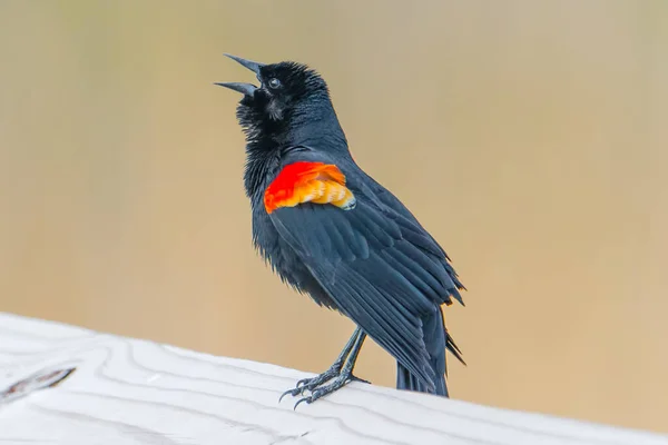 Red Winged Blackbird Closeup Beige Background — Stock Photo, Image