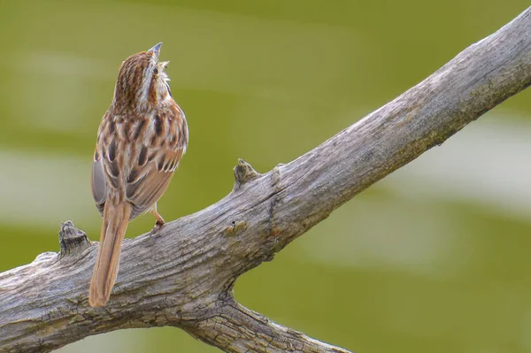 Vrabčák Zpívající Větvi Poblíž Řeky Minnesoty — Stock fotografie