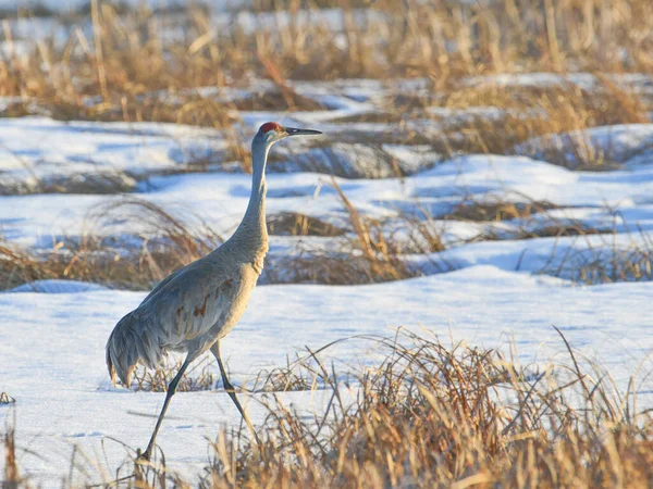 Very Early Spring Migrant Sandhill Crane Snow Crex Meadows Wildlife — Stock Photo, Image
