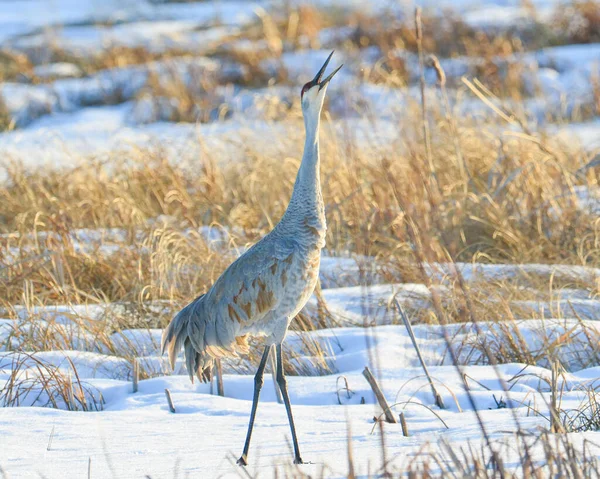 Very Early Spring Migrant Sandhill Crane Snow Crex Meadows Wildlife — Stock Photo, Image