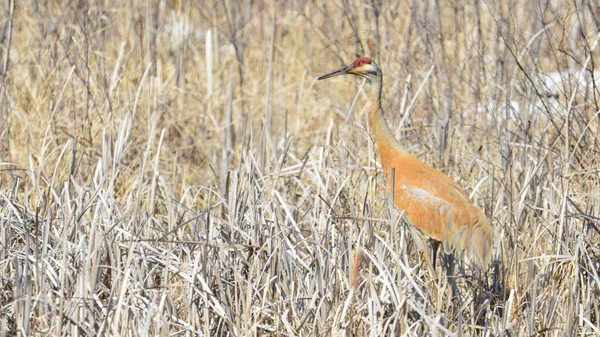 Very Early Spring Migrant Sandhill Crane Previous Year Wetland Reeds — Stock Photo, Image