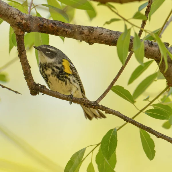 Amarelo Rumped Warbler Ramo Durante Migrações Pássaros Primavera Minnesota — Fotografia de Stock