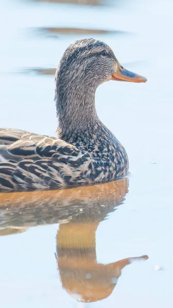 Female Mallard Peaceful Tranquil Waters Early Spring Migrations Wood Lake — Stock Photo, Image