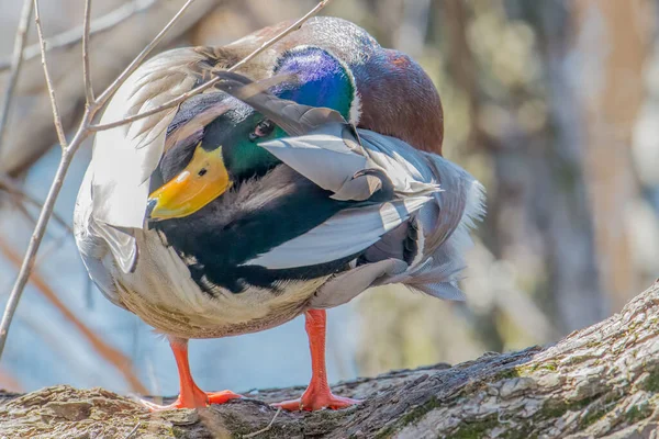 Minnesota 'daki Wood Lake Doğa Merkezi' nde bahar göçleri sırasında rengarenk erkek yaban ördeği.